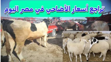 انخفاض أسعار الأضاحي قبل عيد الأضحى.. إلحق اشتري واستفيد قبل العيد!