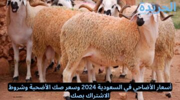 أسعار الأضاحي في السعودية 2024 وسعر صك الأضحية وشروط الاشتراك بصك