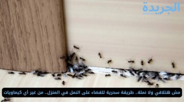 مش هتلاقي ولا نملة.. طريقة سحرية للقضاء على النمل في المنزل.. من غير أي كيماويات