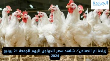 زيادة أم انخفاض؟. شاهد سعر الدواجن اليوم الجمعة 21 يونيو 2024